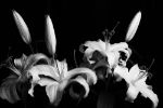 Picture of White lily flowers