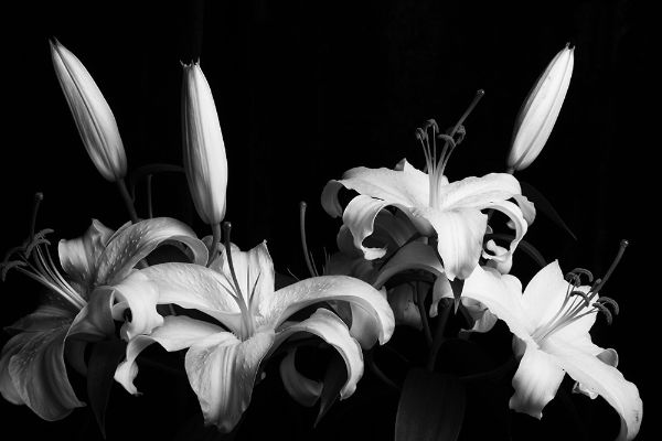 Picture of White lily flowers