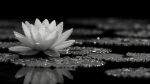 Picture of Water lily in the middle of a pond