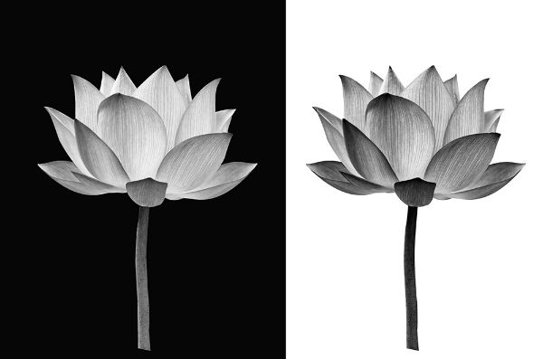 Picture of Lotus flower