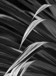 Picture of Palm leaf