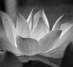 Picture of Closeup of lotus flower blossom