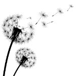 Picture of Flying dandelion buds