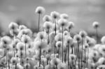 Picture of Spring landscape with blooming cotton grass in black and white