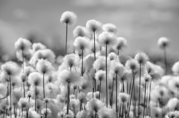 Picture of Spring landscape with blooming cotton grass in black and white