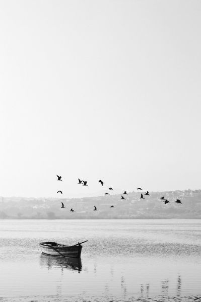 Picture of A diffuse mirror of light and water, the current, the time, a flock of birds, the coastal edge layers