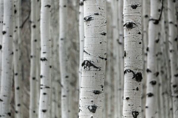 Picture of A forest of birch trees