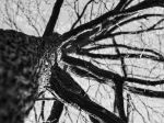 Picture of A tree seen from below