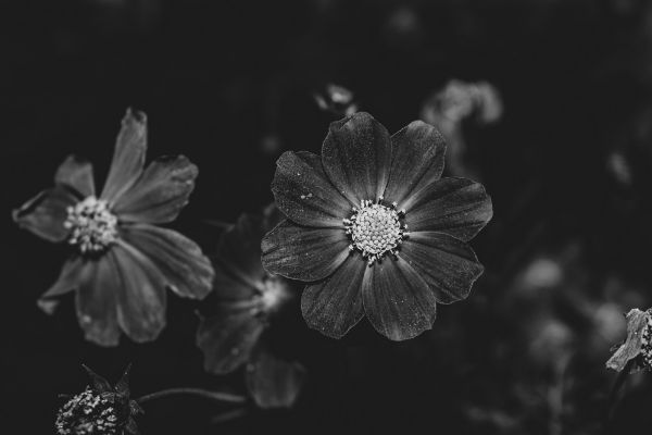 Picture of Beautiful flowers in black and white