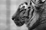 Picture of Black and white tiger profile