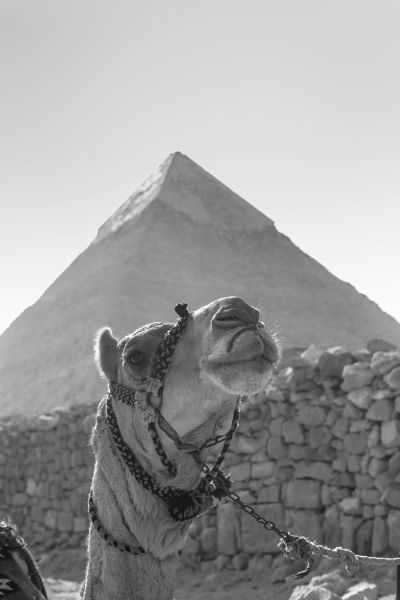 Picture of Camel and a pyramide in Giza