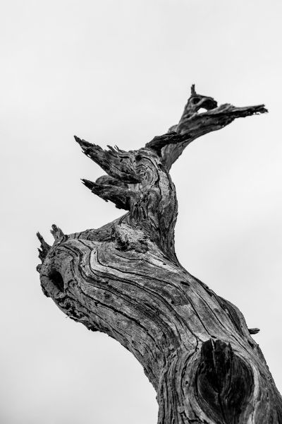 Picture of Dead tree from below