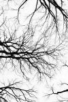 Picture of Leafless trees in Central Park, United States