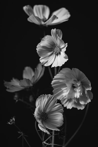 Picture of Moody black and white photo of Cosmo flowers on black background. Dramatic lighting casting shadows onto white petals.