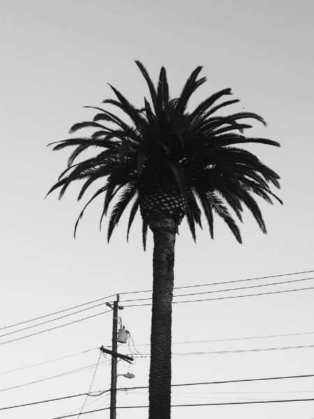 Picture of Palm tree above electricty cables