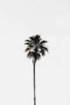 Picture of Palm tree in Arizona