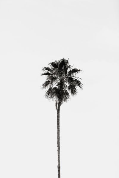 Picture of Palm tree in Arizona