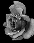 Picture of Rose in black and white