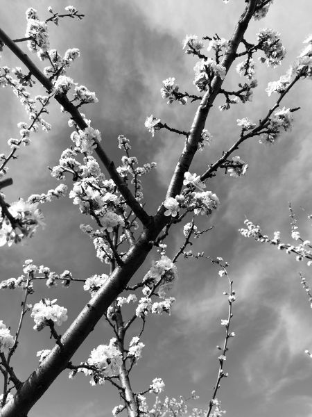 Picture of Tree in bloom