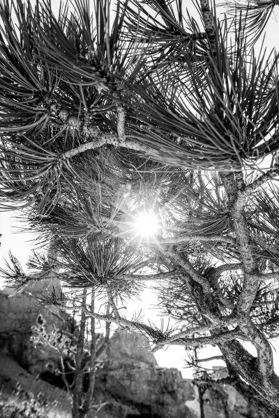 Picture of Trees from below