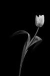 Picture of Tulip in black and white