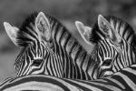 Picture of Zebras in the wilderness